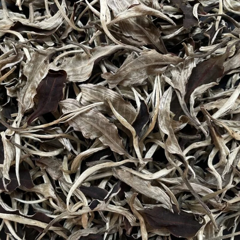 Yunnan Moonlight White 雲南月光白
