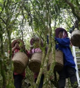 Explore Sustainable Tea