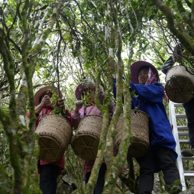 Explore Sustainable Tea